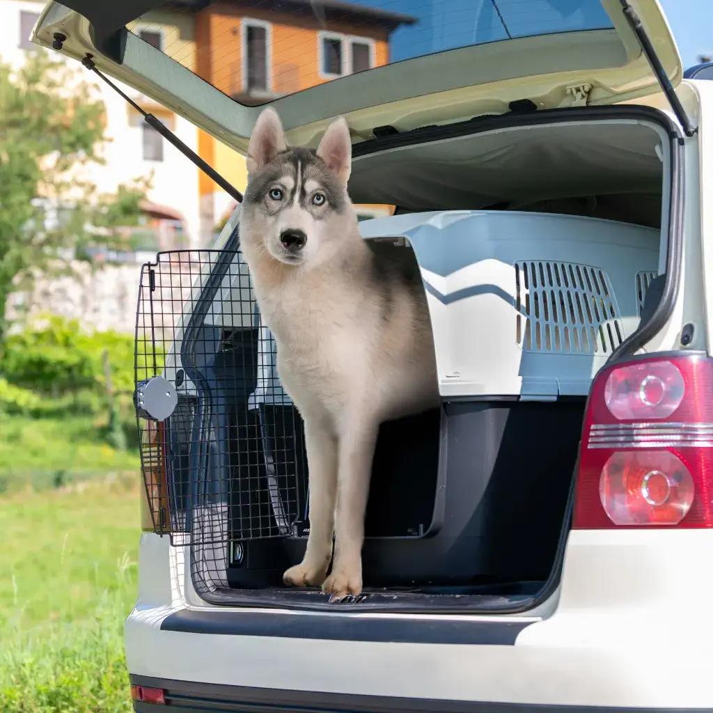 Ferplast Clipper 7 Carrier For Medium Or Large Dogs_105 x 75 x H 79 cm (IATA Approved) (2).webp