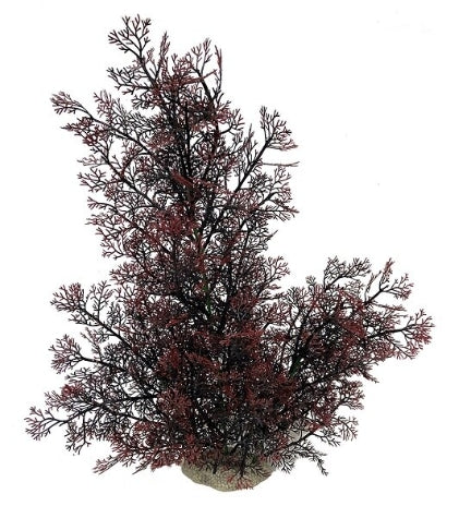 Aqua D'Ella Phoenix - RED/56CM
