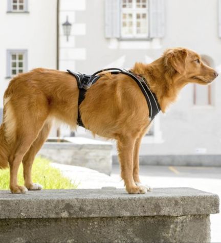 Curli Magnetic Belka Comfort Harness for Dogs - BLACK/MEDIUM
