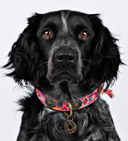 DWAM Boho Rosa Leather Dog Collar - PINK/XS(23-29X2CM)