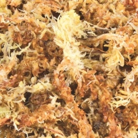 Trixie Sphagnum Moss 4.5L