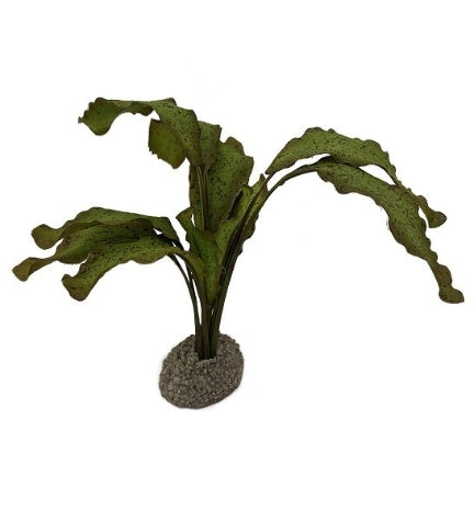 Aqua D'Ella Echinodorus 1 - GREEN/5CM