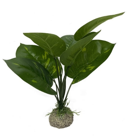 Aqua D'Ella Anubias 1 - GREEN/24CM