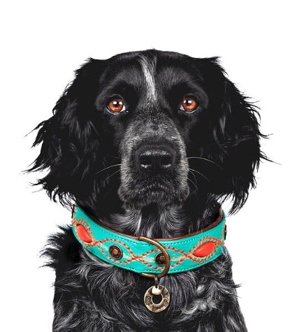 DWAM Janis Dog Collar - TURQUOISE/XL(47-57X4CM)