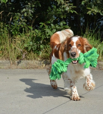 ebi Bite Me 'Do You Even Floss Dawg' Playing Rope - GREEN/40CM