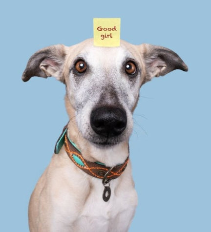 DWAM Joplin Dog Collar - BROWN/XL(47-57X4CM)