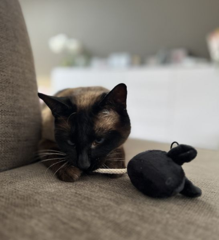 D&D Home I Love Happy Cats Moosy Play Mouse Cat Toy - BLACK&WHITE/20X5X5CM