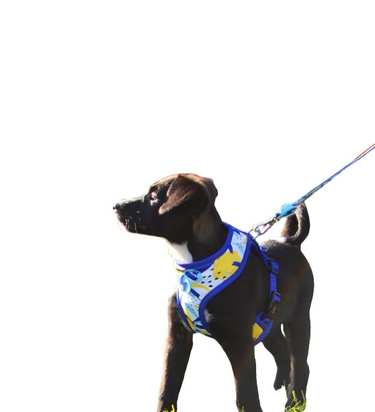 Dashi Nebula Neo Mesh Harness for Dogs - BLUE/MEDIUM