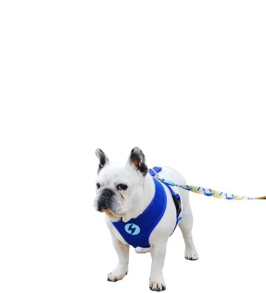 Dashi Nebula Neo Mesh Harness for Dogs - BLUE/LARGE
